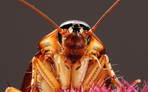 El genoma de la cucaracha americana explica por quÃ© es una plaga tan nociva
